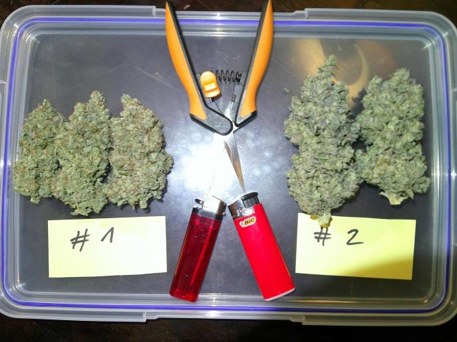 GG-I-1 Girl Scout Cookies. Week 12