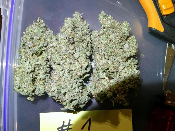 GG-I-1 Girl Scout Cookies. Week 12