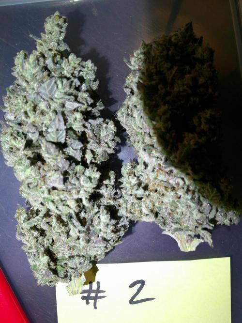 GG-I-1 Girl Scout Cookies. Week 12