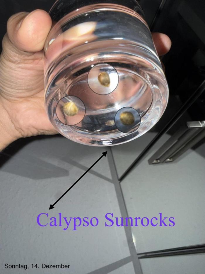 Calypso Sunrocks. Week 0 - Ich werde das zum ersten Mal ausprobieren.