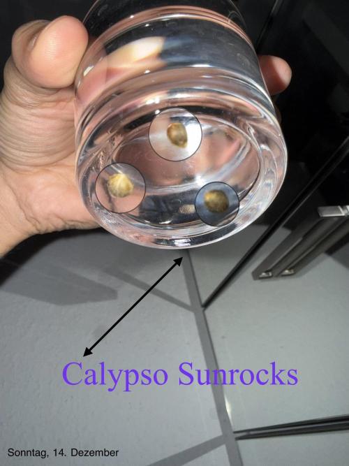 Calypso Sunrocks. Week 0 - Ich werde das zum ersten Mal ausprobieren.