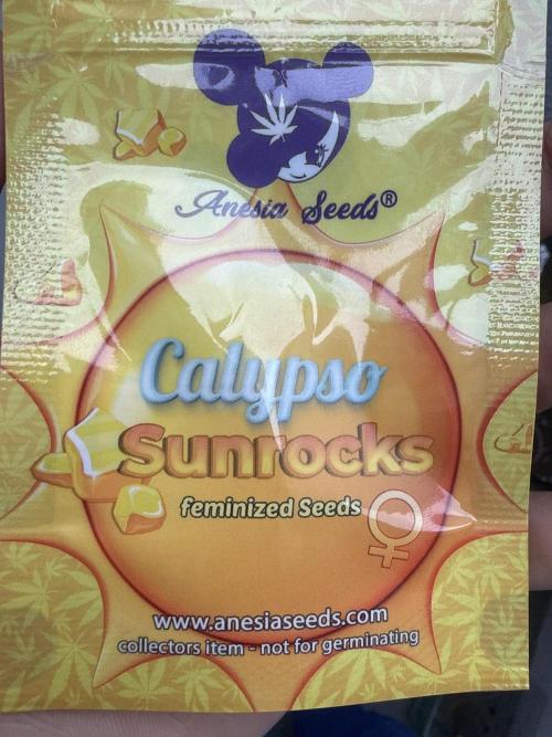 Calypso Sunrocks. Week 0