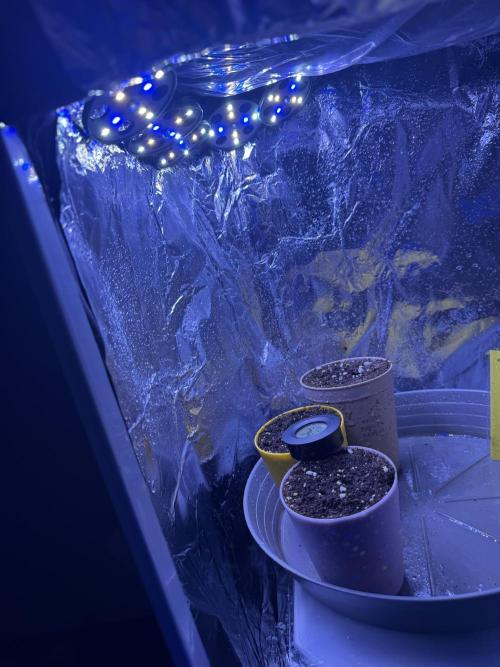 Calypso Sunrocks. Week 1 - 💯