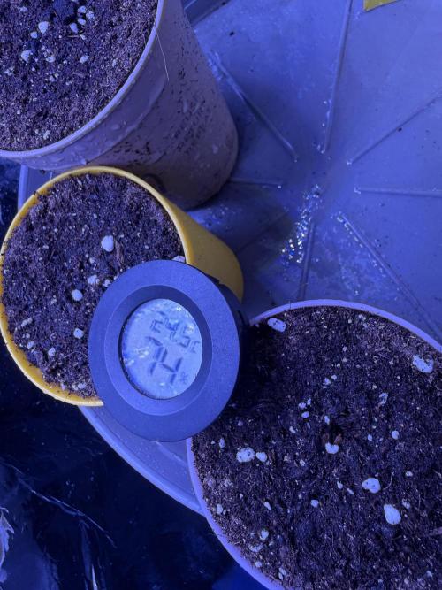 Calypso Sunrocks. Week 1 - ☔️