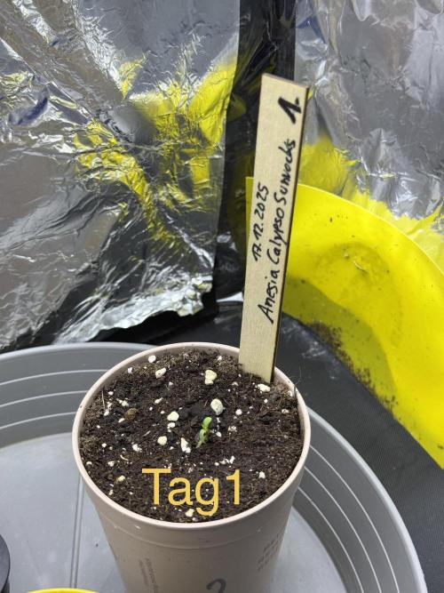 Calypso Sunrocks. Week 1 - Tage 1