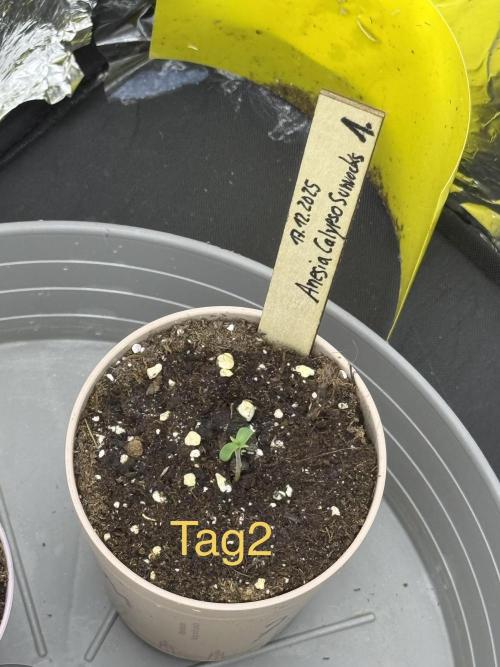 Calypso Sunrocks. Week 1 - Tage2