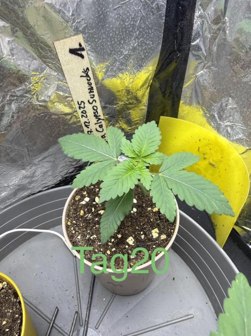 Calypso Sunrocks. Week 3