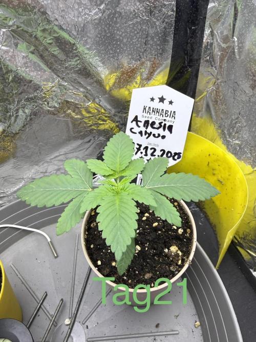 Calypso Sunrocks. Week 3