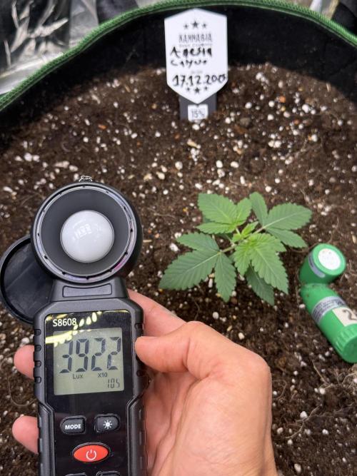 Calypso Sunrocks. Week 3