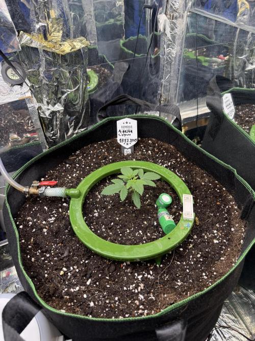 Calypso Sunrocks. Week 3