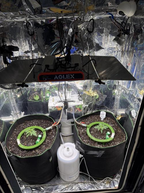 Calypso Sunrocks. Week 3