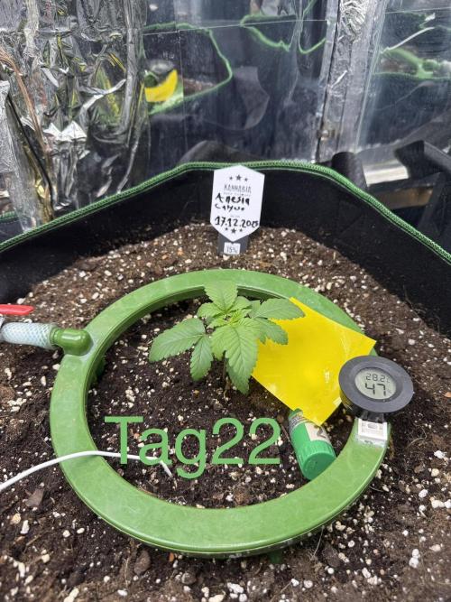 Calypso Sunrocks. Week 3