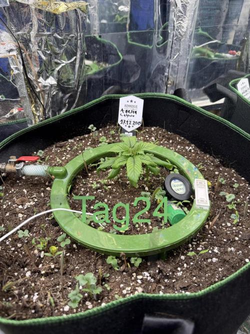 Calypso Sunrocks. Week 3