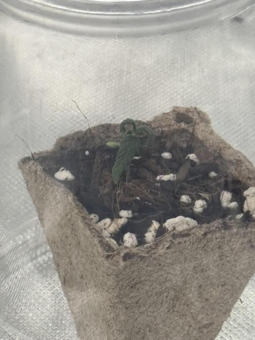 Durban Poison. Week 0 - I think she’s dying This was taken later today and is getting worse