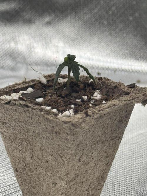 Durban Poison. Week 0 - This was early this morning. 