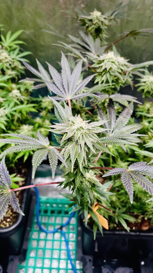 Ukhta #4. Week 5 - Темнеет листва