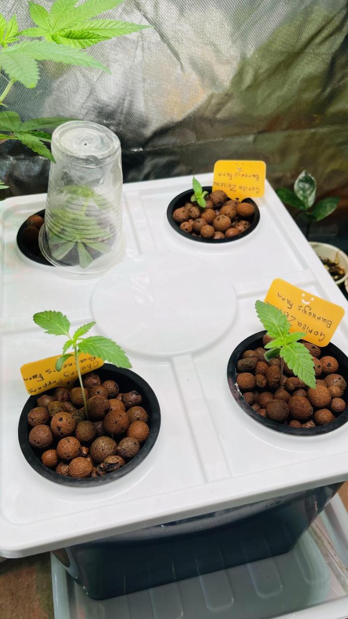 2gorillaz and cherry poppers and ukhta. Week 0 - 3 ореха и клон(так вышло)