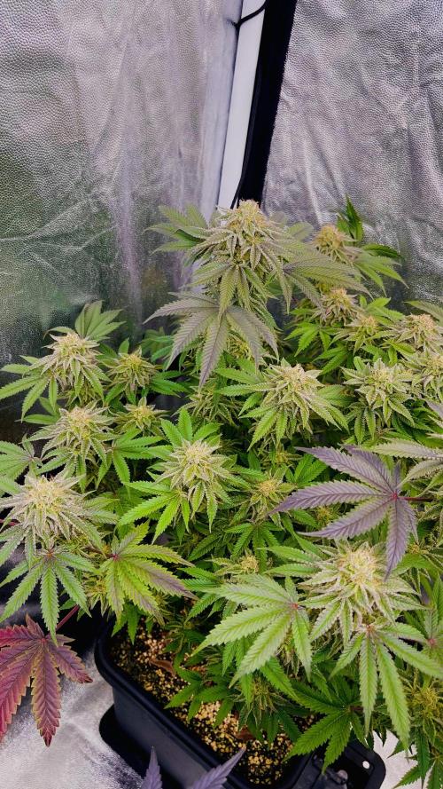 Ukhta #4. Week 7 - 50 драконов