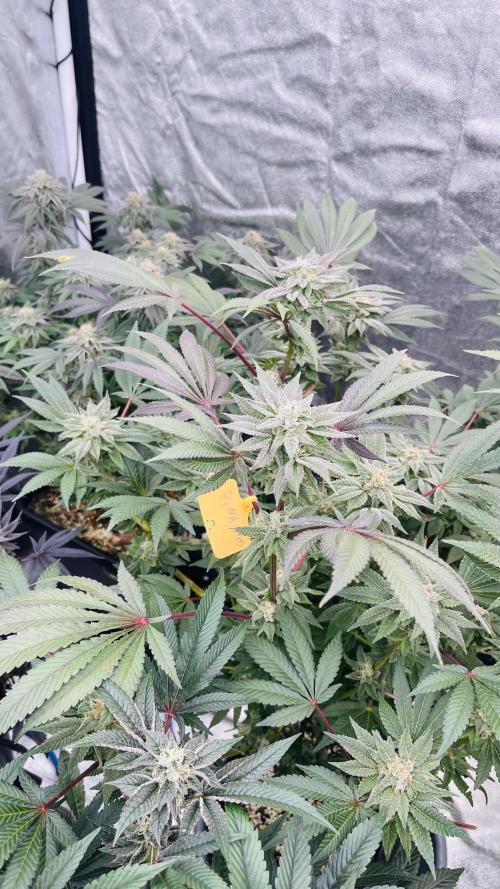 Ukhta #4. Week 7 - Пина