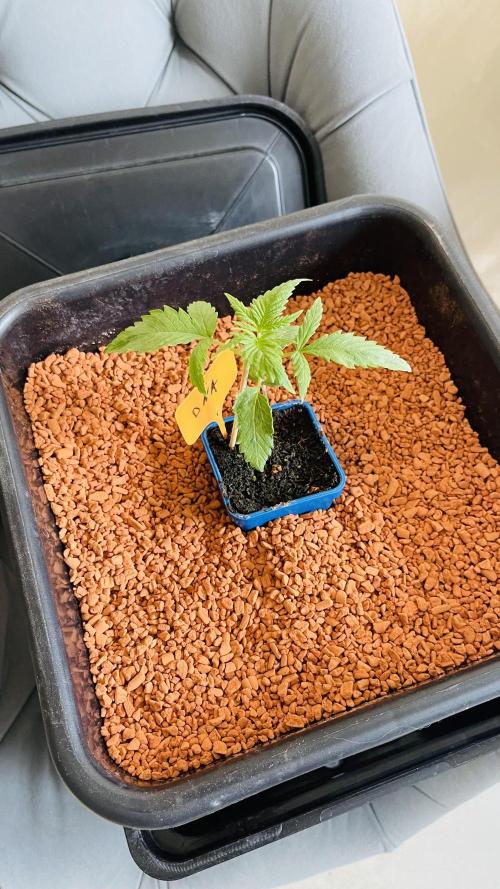 I ❤️ Sativa. Week 1