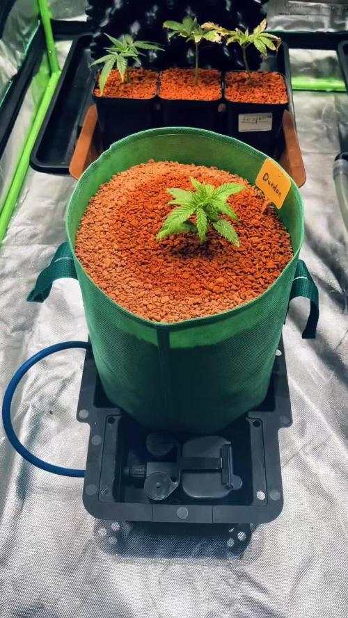 I ❤️ Sativa