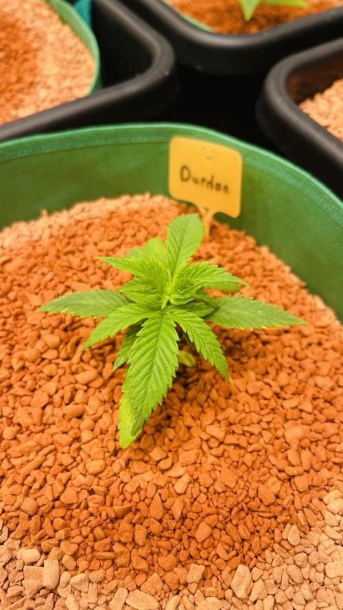 I ❤️ Sativa. Week 2