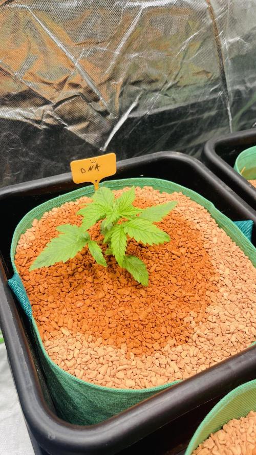 I ❤️ Sativa. Week 2