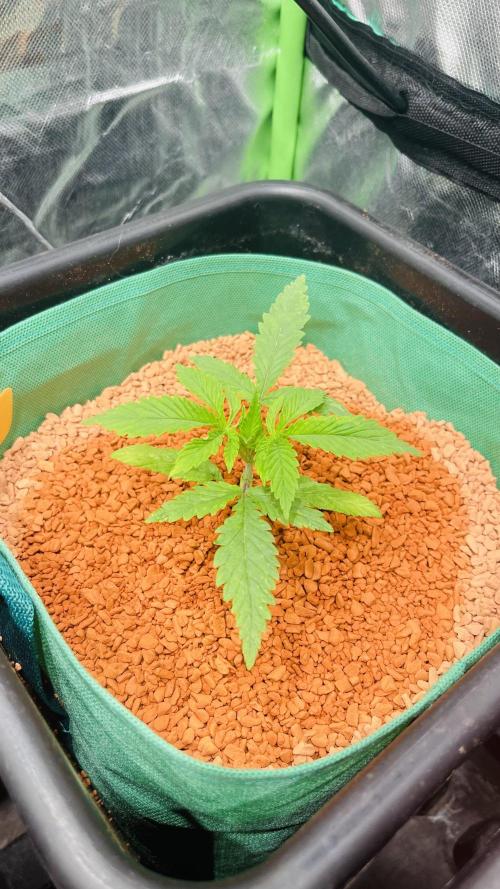 I ❤️ Sativa. Week 2