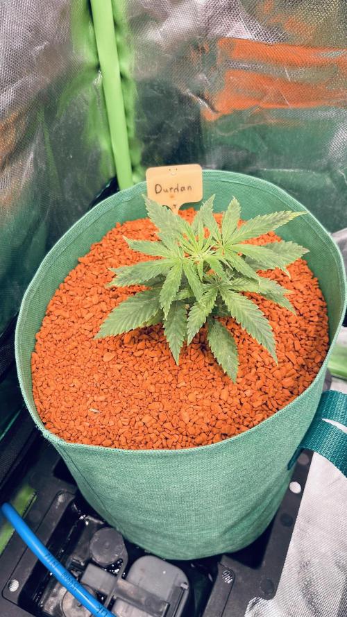 I ❤️ Sativa. Week 3