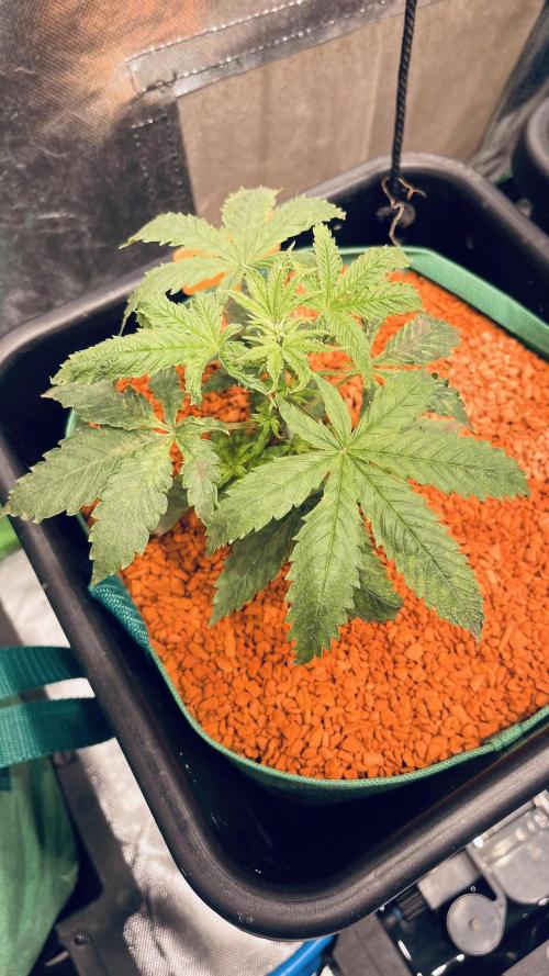 I ❤️ Sativa. Week 3