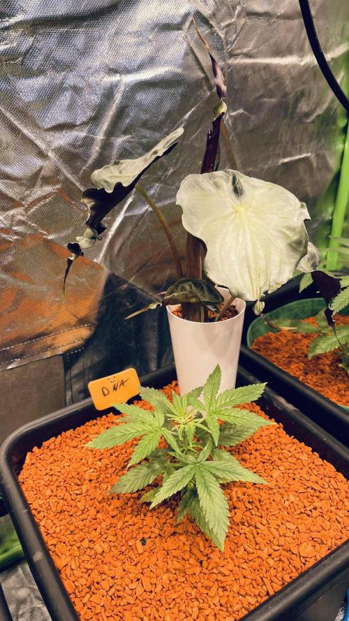 I ❤️ Sativa. Week 3