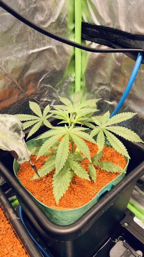 I ❤️ Sativa. Week 3