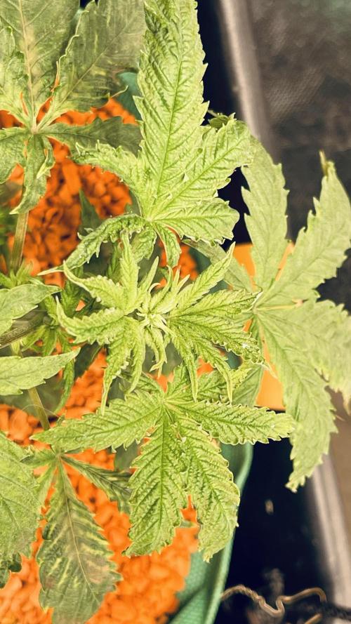 I ❤️ Sativa. Week 3 - Из за низкой влажности и высокой температуры ( 