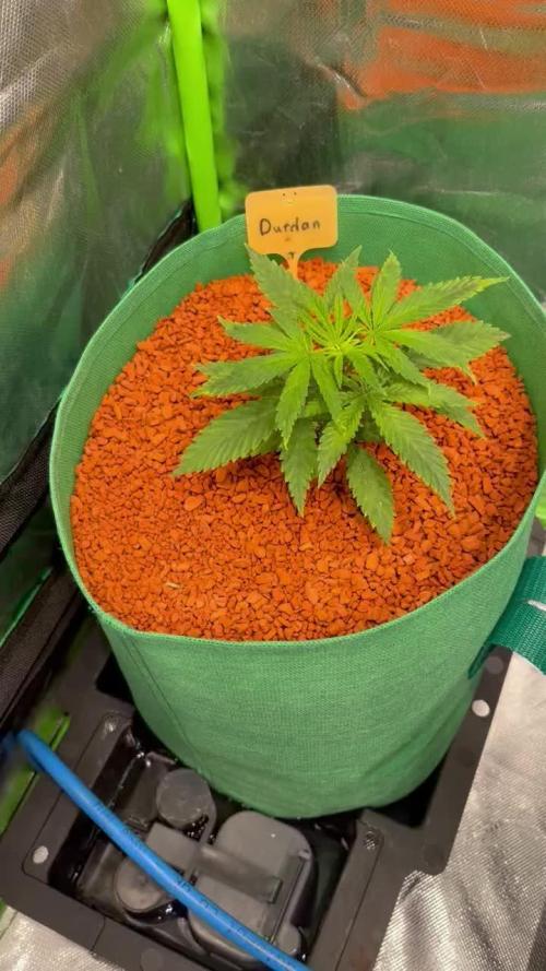 I ❤️ Sativa