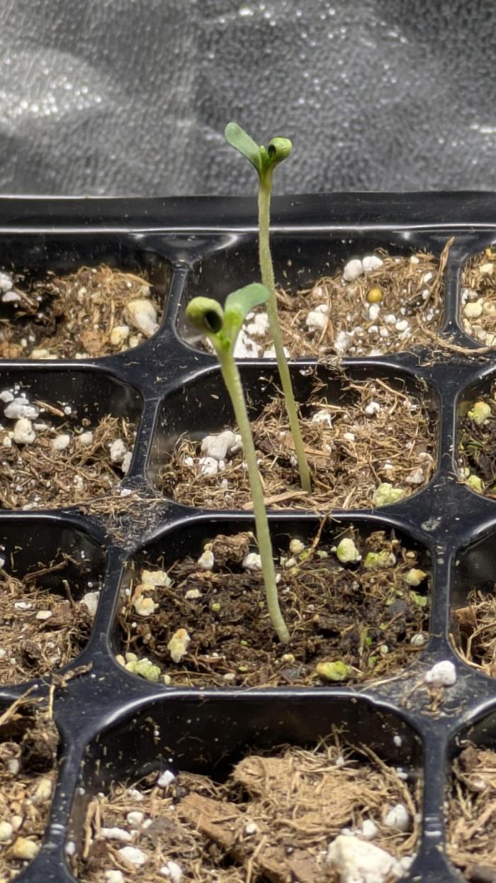 Skunk Sauce. Week 0 - They are up.