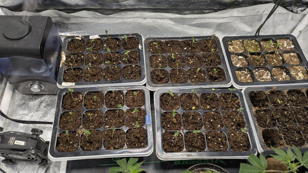 Midwest Nacho Bar Pheno Hunt. Week 0 - 48 seeds started. Most are up. Will give 2 more days for germination percentage.