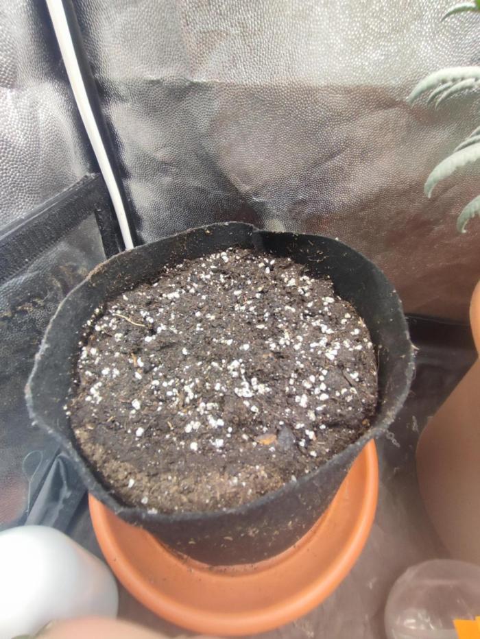 Sweet Critical. Week 0