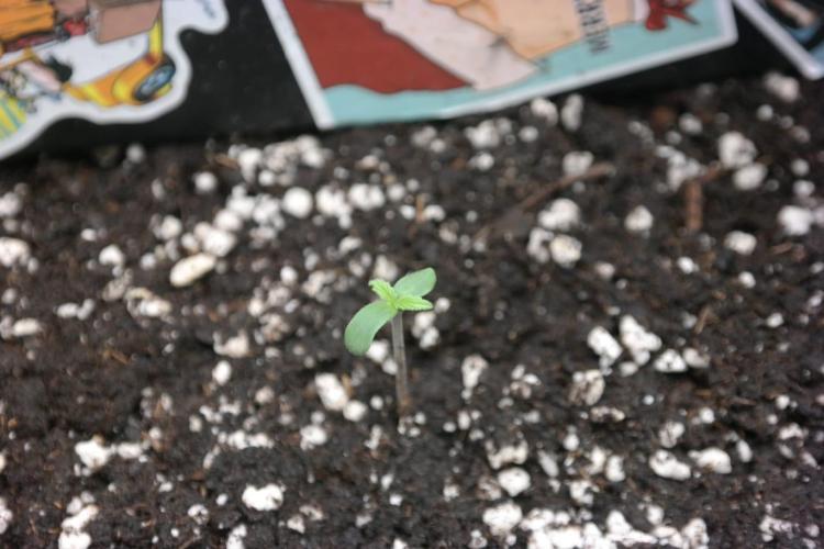 Purplematic. Week 1 - Day 2