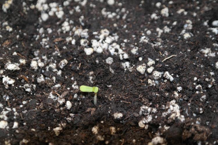 Purplematic. Week 1 - Day 1