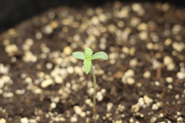 Purplematic. Week 1 - Third day on Earth 🌍