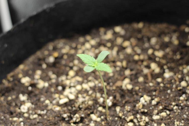 Purplematic. Week 1 - Here we have day 4