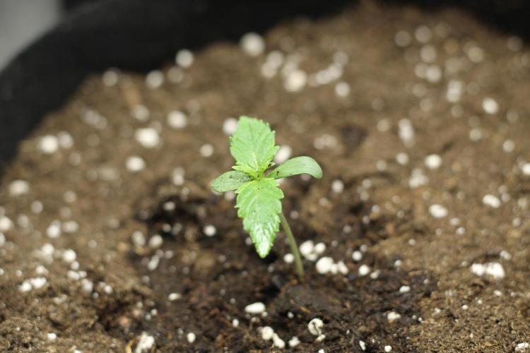 Purplematic. Week 1 - Now at day 5 I put a litle more soil to support her better 
So far so good 