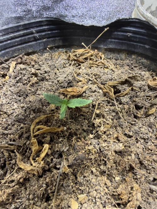 Pineapple express auto 42 fast buds. Week 0 - Primera semana 1ra semilla 