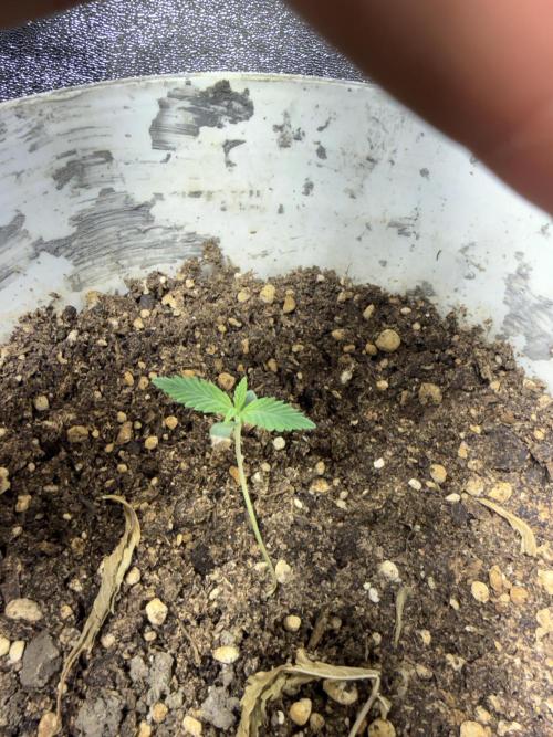 Pineapple express auto 42 fast buds. Week 0 - Primera semana 2da semilla 