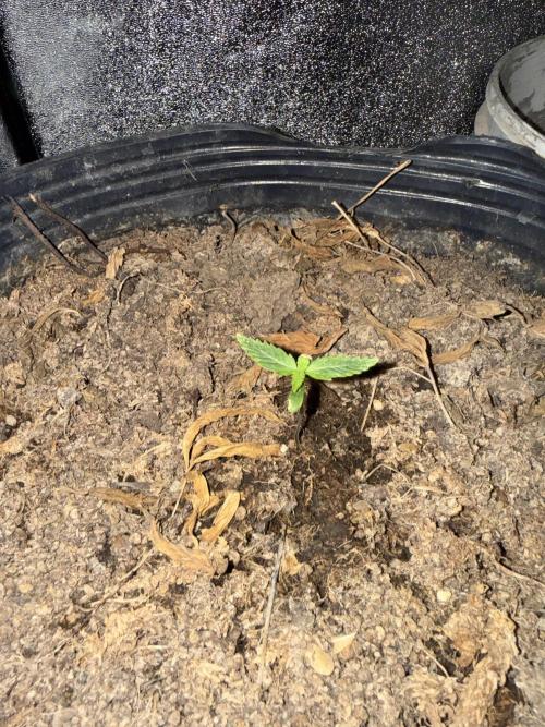 Pineapple express auto 42 fast buds. Week 0