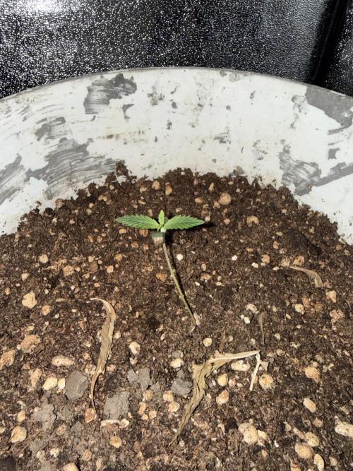 Pineapple express auto 42 fast buds. Week 0