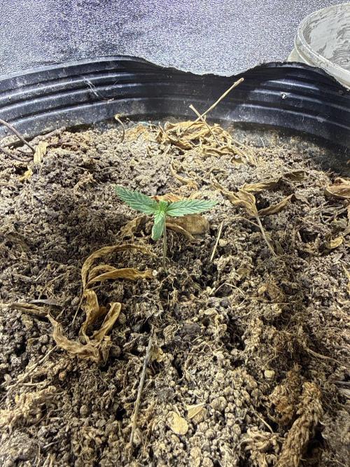 Pineapple express auto 42 fast buds. Week 0