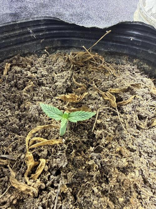 Pineapple express auto 42 fast buds. Week 0