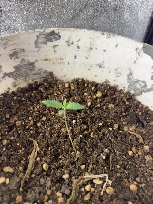 Pineapple express auto 42 fast buds. Week 0