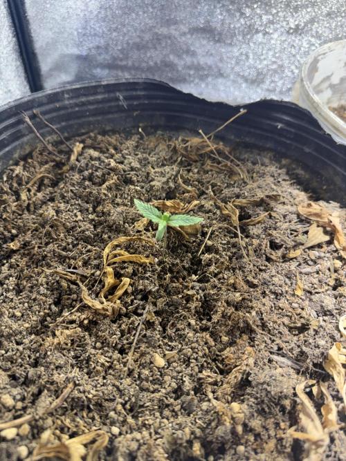 Pineapple express auto 42 fast buds. Week 0